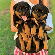 Top Kc Register Rottweiler Puppies from Sheffield