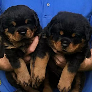 Top Kc Register Rottweiler Puppies from Sheffield