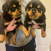 Top Kc Register Rottweiler Puppies from Sheffield