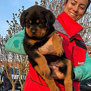 Top Kc Register Rottweiler Puppies from Sheffield