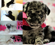 Fawn Merle & black pug puppies are ready from Sheffield