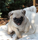 Fawn Merle & black pug puppies are ready from Sheffield