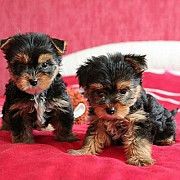 Little Yorkie Puppies for ADOPTION from Sheffield