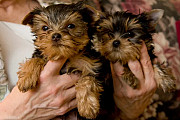 Little Yorkie Puppies for ADOPTION from Sheffield