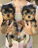 Little Yorkie Puppies for ADOPTION from Sheffield