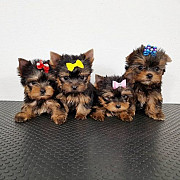 Little Yorkie Puppies for ADOPTION from Sheffield