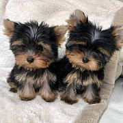 Little Yorkie Puppies for ADOPTION from Sheffield