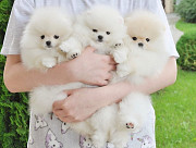 Pomeranian toy puppies are ready from Sheffield