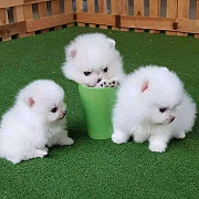 Pomeranian toy puppies are ready from Sheffield