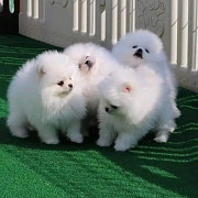 Pomeranian toy puppies are ready from Sheffield