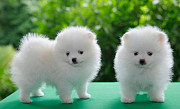 Pomeranian toy puppies are ready from Sheffield