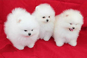 Two Awesome T-Cup Pomeranian Puppies from Manchester