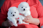 Two Awesome T-Cup Pomeranian Puppies from Manchester