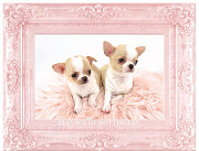 Purebred Chihuahua puppies from Sheffield