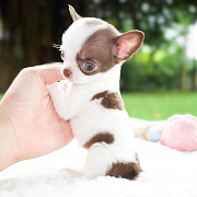 Purebred Chihuahua puppies from Sheffield