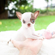 Purebred Chihuahua puppies from Sheffield