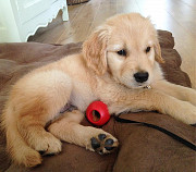 Golden Retriever Puppies from Sheffield