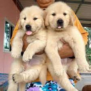 Golden Retriever Puppies from Sheffield