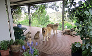 Golden Retriever Puppies from Sheffield