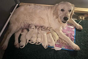 Golden Retriever Puppies from Sheffield