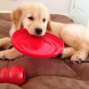 Golden Retriever Puppies from Sheffield