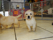 Golden Retriever Puppies from Sheffield