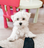 Extraordinary Maltese toy puppies are available from Sheffield