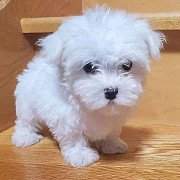 Extraordinary Maltese toy puppies are available from Sheffield