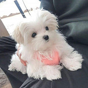 Extraordinary Maltese toy puppies are available from Sheffield