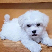 Extraordinary Maltese toy puppies are available from Sheffield