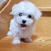 Extraordinary Maltese toy puppies are available from Sheffield