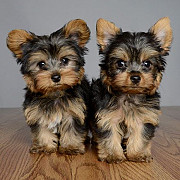 Kc Registered Yorkshire Terrier Puppies from Sheffield