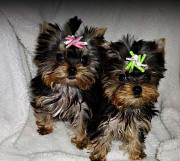 Kc Registered Yorkshire Terrier Puppies from Sheffield