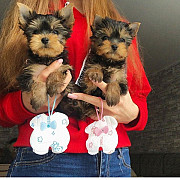 Kc Registered Yorkshire Terrier Puppies from Sheffield