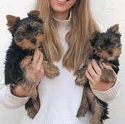 Kc Registered Yorkshire Terrier Puppies from Sheffield