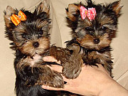 Kc Registered Yorkshire Terrier Puppies from Sheffield