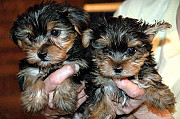 Kc Registered Yorkshire Terrier Puppies from Sheffield