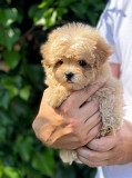 Lovely male and female poodle puppies from Sheffield