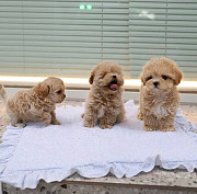 Lovely male and female poodle puppies from Sheffield