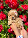 Lovely male and female poodle puppies from Sheffield