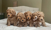 Lovely male and female poodle puppies from Sheffield