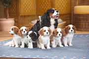 Stunning Cavalier King Charles Puppies from Sheffield