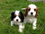 Stunning Cavalier King Charles Puppies from Sheffield