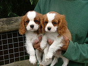 Stunning Cavalier King Charles Puppies from Sheffield