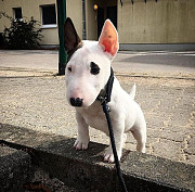 White terrier for sale from Oregon City