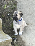 Kangal Dog pupp from Concord