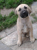 Kangal Dog pupp from Concord