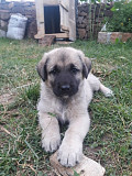 Kangal Dog pupp from Concord