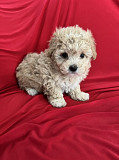 Gorgeous Maltipoo Girls Hobart