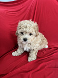 Gorgeous Maltipoo Girls Hobart